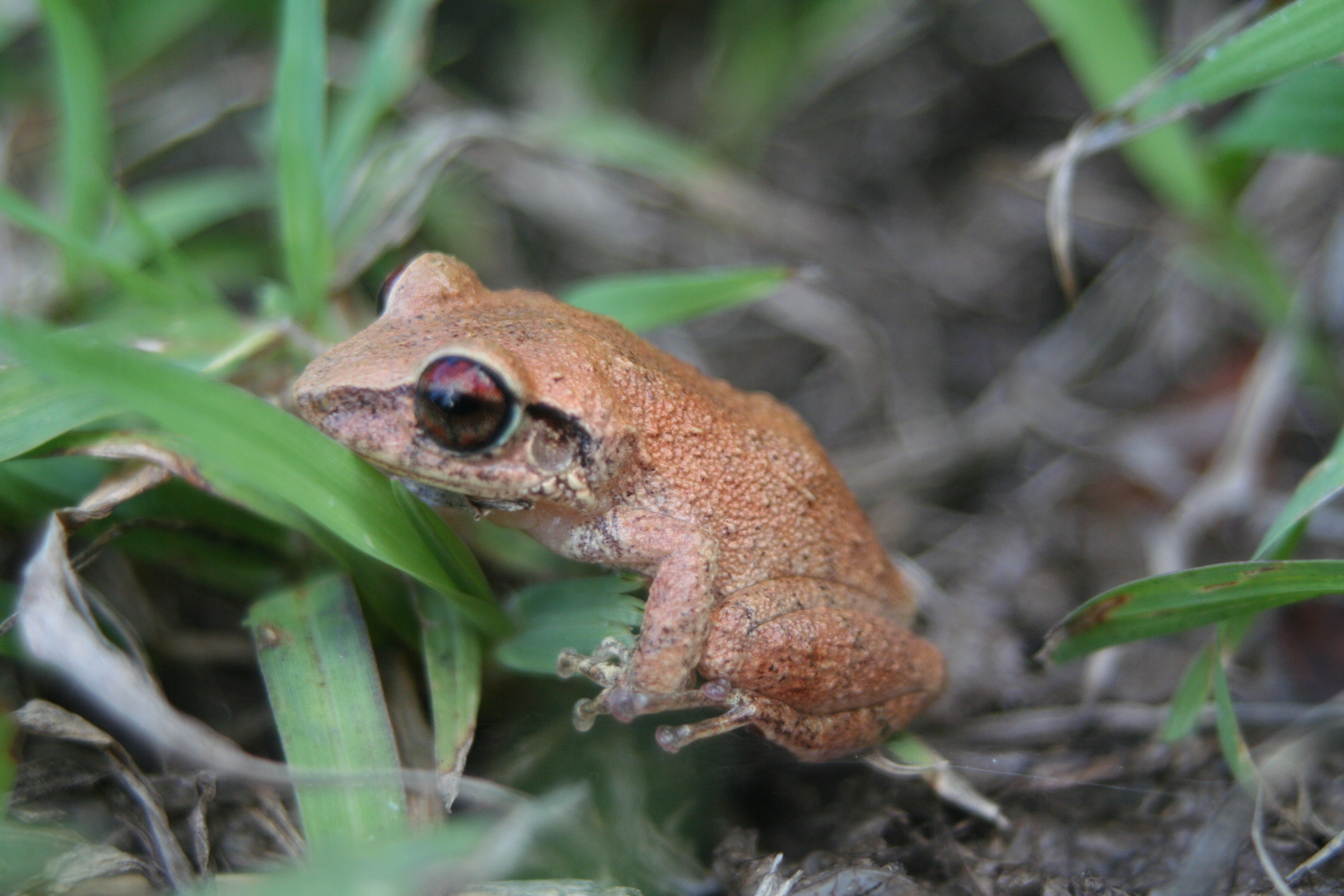 VI-EPSCoR Citizen Science / Antillean Frog